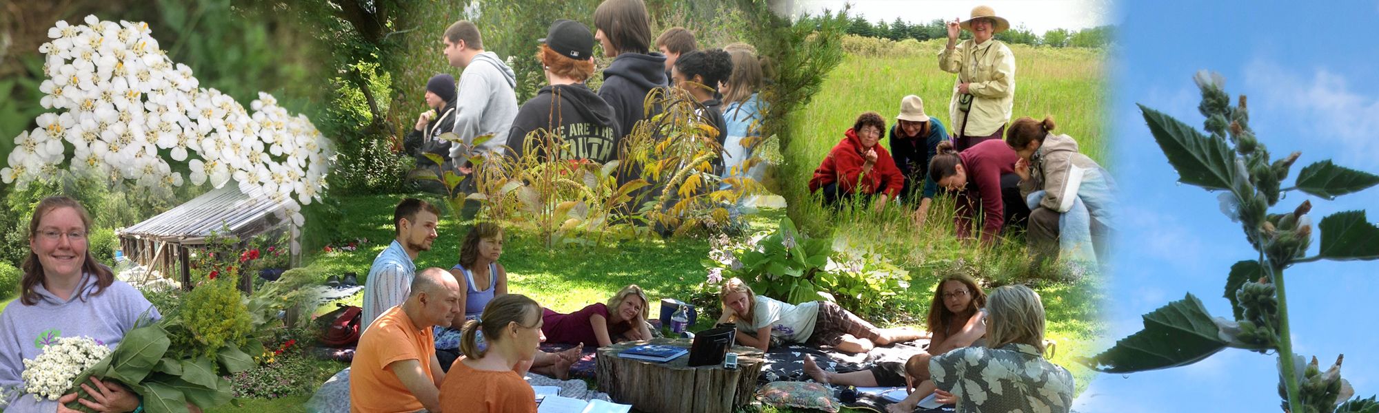 Collage of photos of herbal medicine plants & classes in Ontario