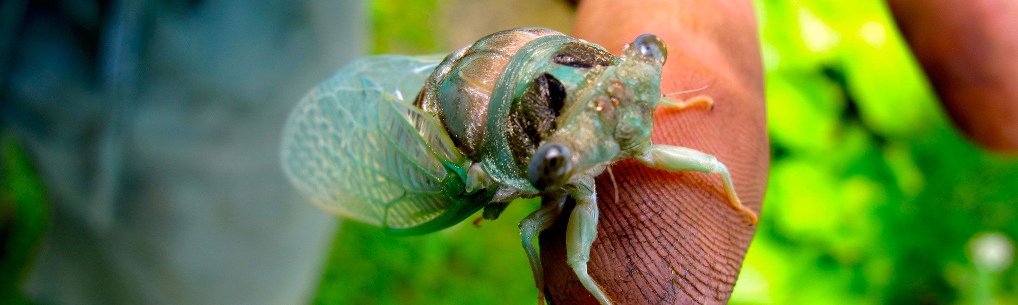 Close-up Photo of a Cicada
