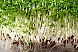 event-images - event-microgreens-sprouts