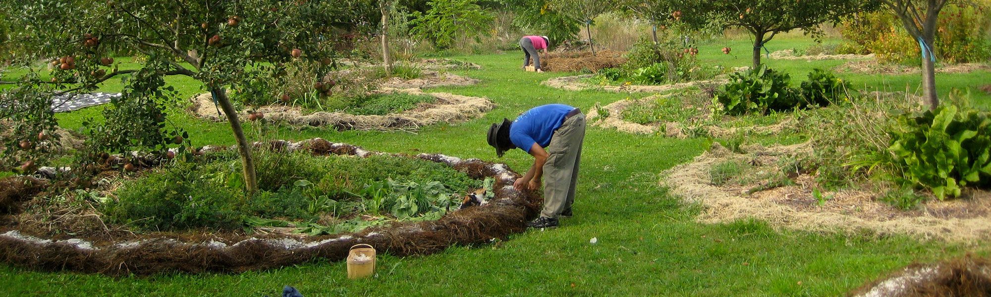 Permaculture Polyculture