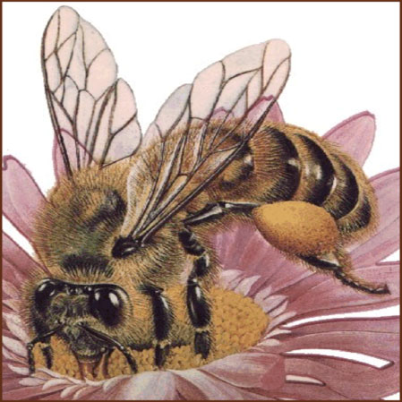 Cover image of Bee Pollen e-manual